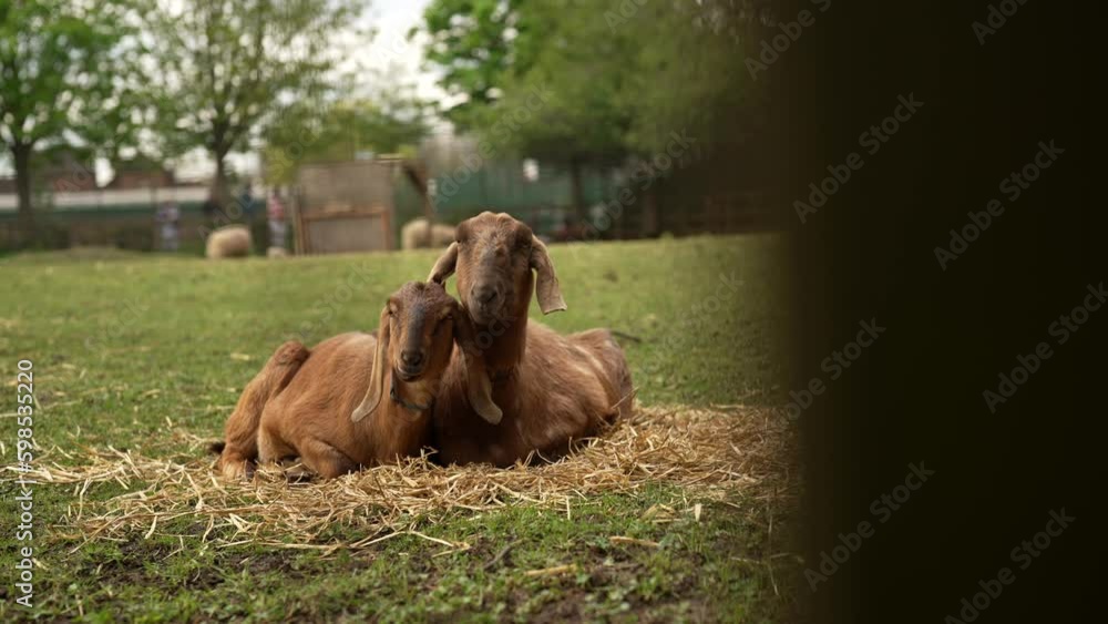 Slow motion revealing shot of 2 goats sitting together on a field Slow motion revealing shot of 2 goats sitting together on a field