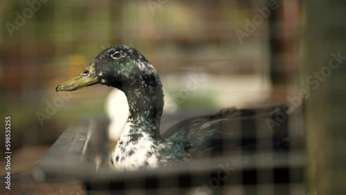 Close up- slow motion shot of a back duck  photo