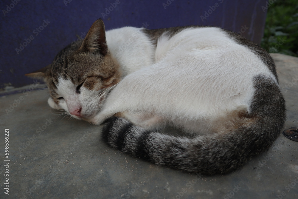 a cat sleeping on the floor a cat sleeping on the floor