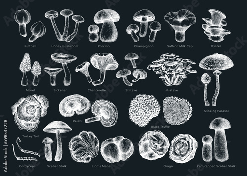 Edible mushrooms vector illustrations collection. Hand drawn food drawings. Forest plants sketches on chalkboard. Perfect for recipe, menu, icon, packaging, Vintage mushrooms outlines. Botanical set.