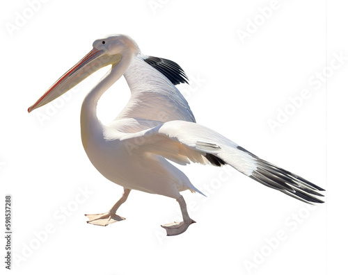 Pelikan freigestellt