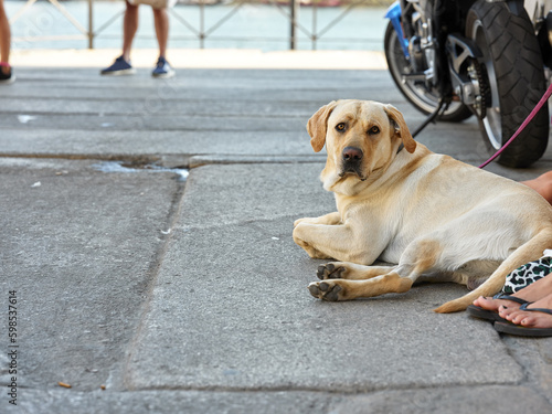 Golden retriever dog resting next to his owner. Purebred pet doggy labrador outdoors at city.