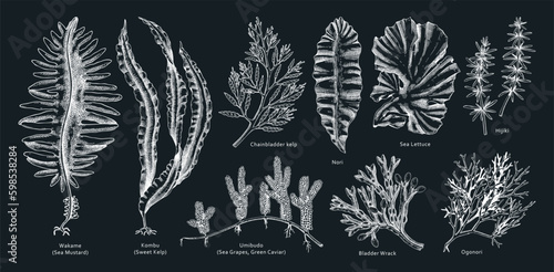 Hand drawn seaweed vector illustrations. Hand drawn sea vegetables - kelp, wakame, kombu, hijiki vector illustration. Edible algae drawings with names on chalkboard. Asian menu design elements