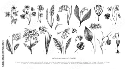 Hand drawn spring flowers vectors set. Botanical illustrations of woodland wildflowers. Cowslip, bluebell, grape hyacinth, hellebore, fritillary, and violet sketches isolated on white background.