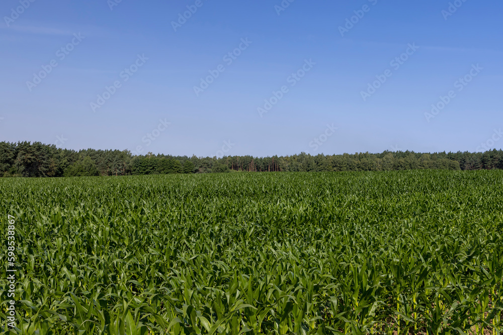 Green corn bushes in the field Green corn bushes in the field