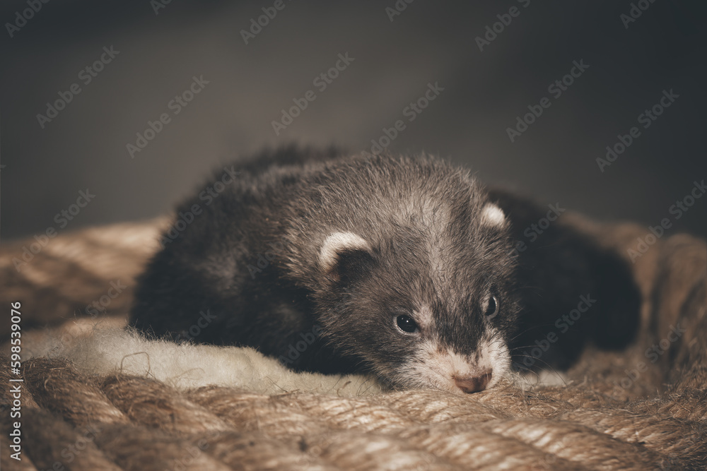 Dark sable five weeks old ferret baby posing for portrait on hemp rope Dark sable five weeks old ferret baby posing for portrait on hemp rope