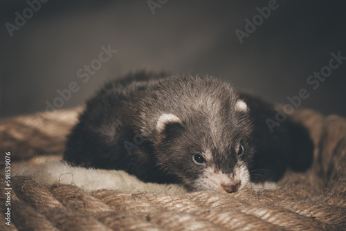 Dark sable five weeks old ferret baby posing for portrait on hemp rope photo