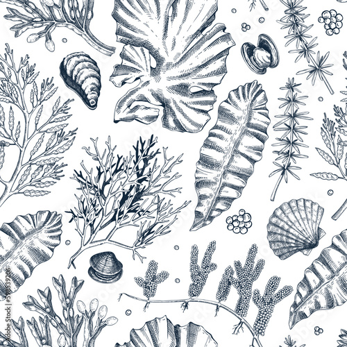 Sea life background. Edible seaweed seamless pattern. Hand-drawn kelp, kombu, wakame, hijiki, sea shells illustrations. Underwater plants and algae sketches. For print, menu design or fabrics