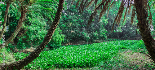 peacock on the tree, green drinking tree in the pond with green tree and leaf 