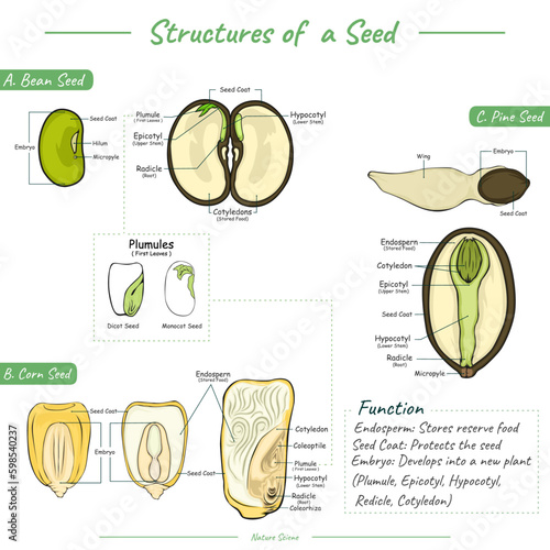 Structures of seed and its functions