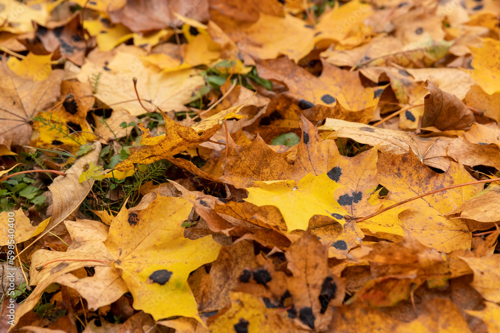 Orange maple foliage after wind and leaf fall Orange maple foliage after wind and leaf fall