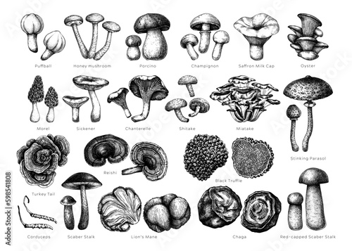 Edible mushrooms vector illustrations collection. Hand drawn food drawings. Forest plants sketches. Perfect for recipe, menu, label, icon, packaging, Magic fungus outlines with names. Botanical set. photo