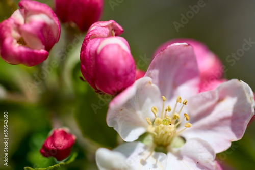close up with blooming apple flowers in spring time