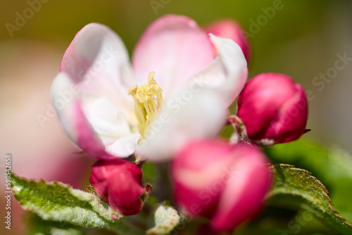 close up with blooming apple flowers in spring time