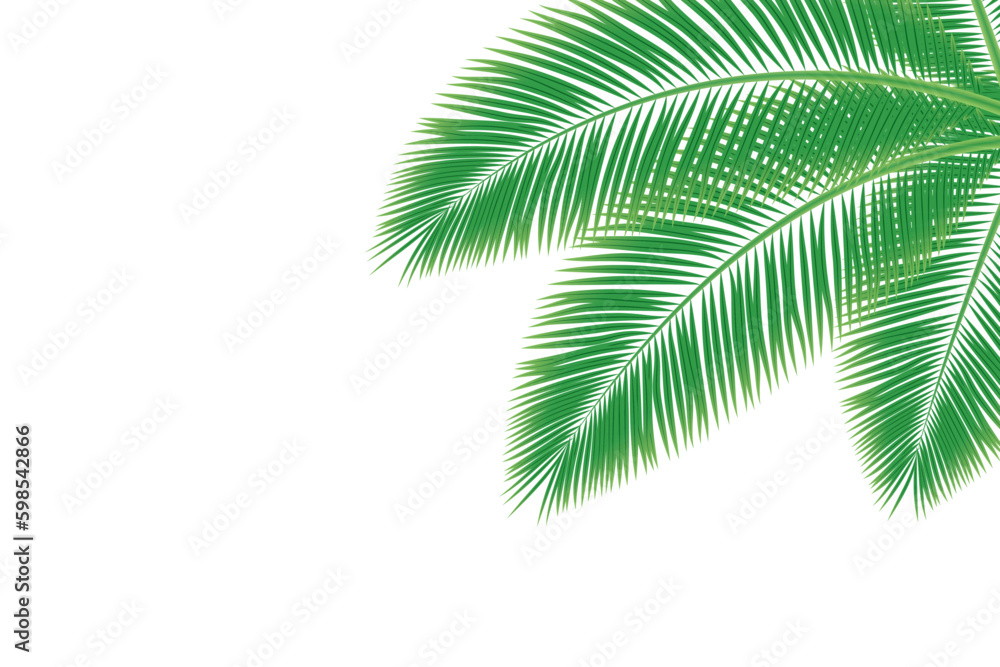 Fototapeta premium A green leaf of a palm tree on a white background. coconut palm leaf isolated