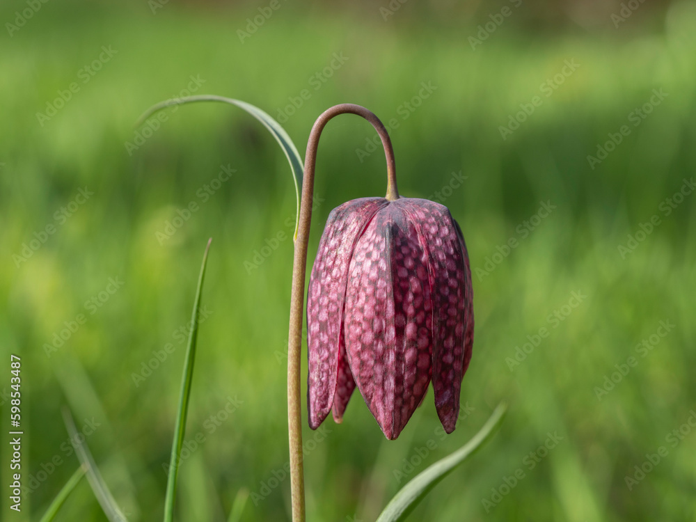 Purple Lapwing flower in bloom stintse plant Purple Lapwing flower in bloom stintse plant