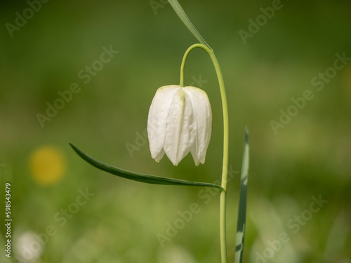 White Lapwing flower in bloom stintse plant