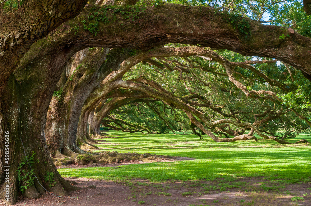 The Oak Alley Plantation in Vacherie, Louisiana