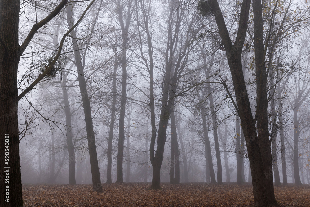 Fototapeta premium tree trunks without foliage in the autumn season