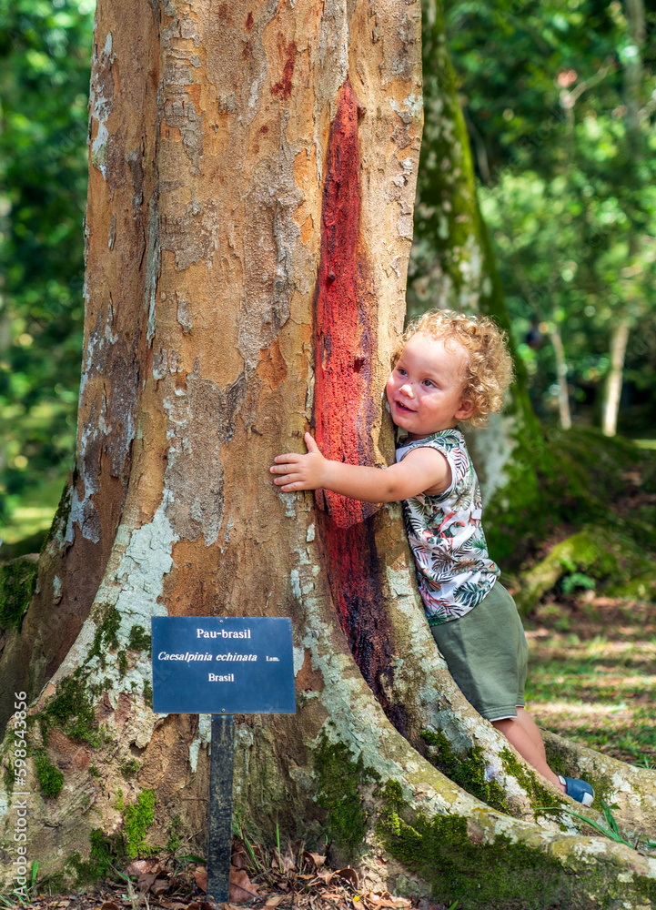 Child hugging a tree, Pau Brasil, Paubrasilia echinata Stock Photo ...