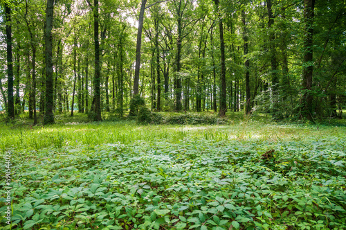 Photography Poverty Point National Monument in Louisiana