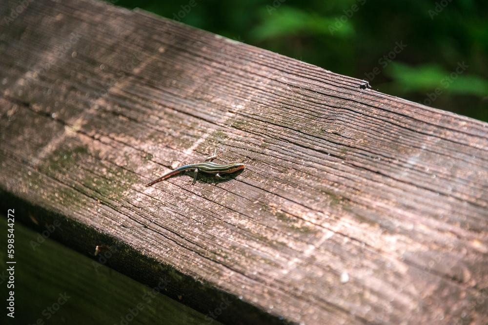Lizard at Lake Fausse Pointe State Park Lizard at Lake Fausse Pointe State Park