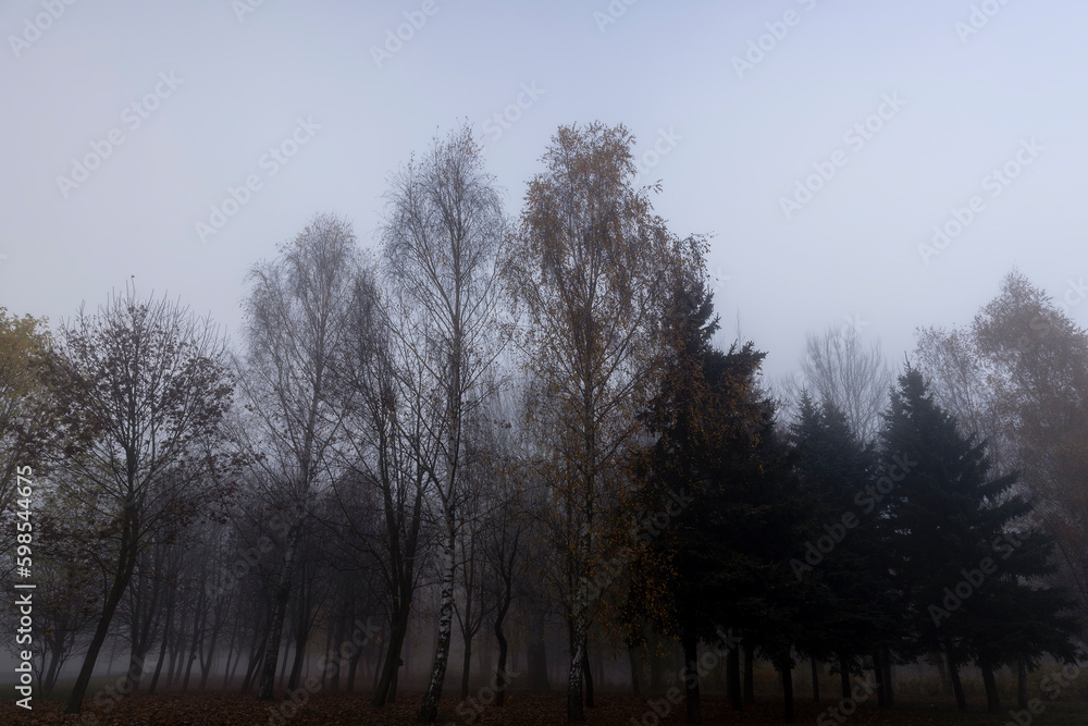 Bare deciduous trees in autumn cold weather Bare deciduous trees in autumn cold weather