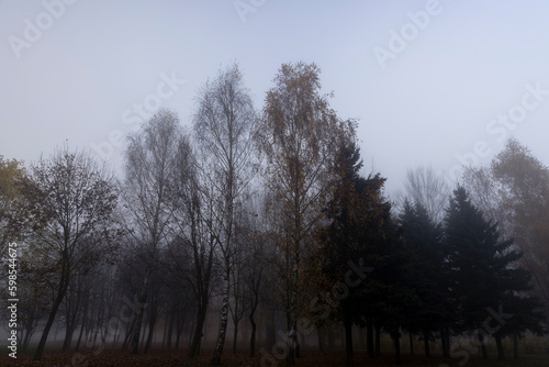 Bare deciduous trees in autumn cold weather