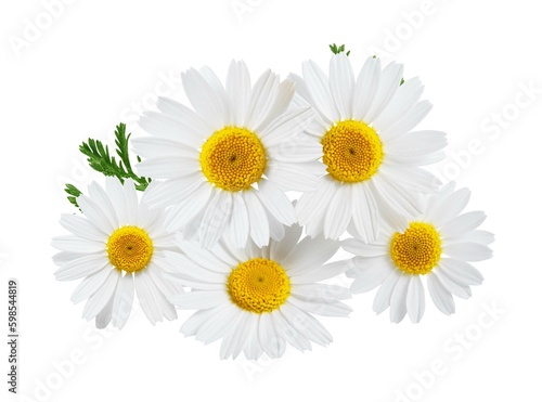 Camomile flower with leaf isolated on white background