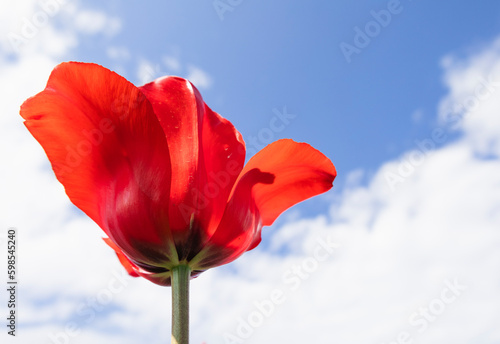 春の青空に向かって咲く真っ赤なチューリップ