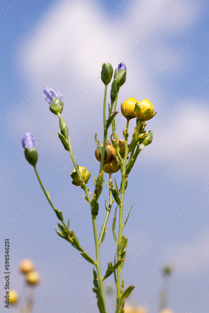 an agricultural field where flax is grown, the cultivation of flax an agricultural field where flax is grown, the cultivation of flax