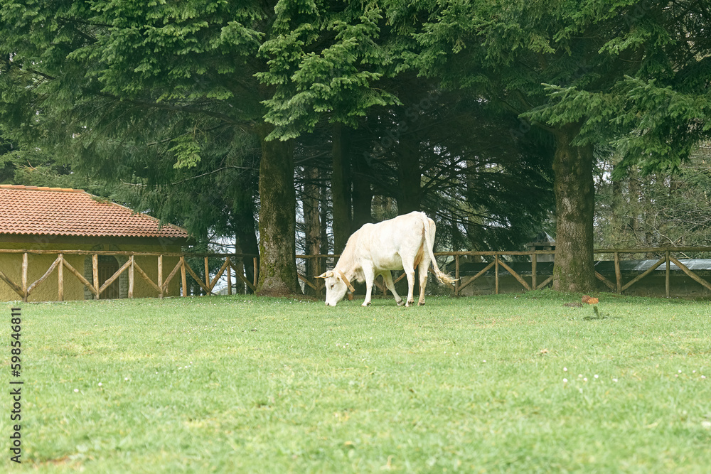 Fototapeta premium White cow grazing in green meadow near the house in fog after the rain. Cattle breeding in mountain pasture.