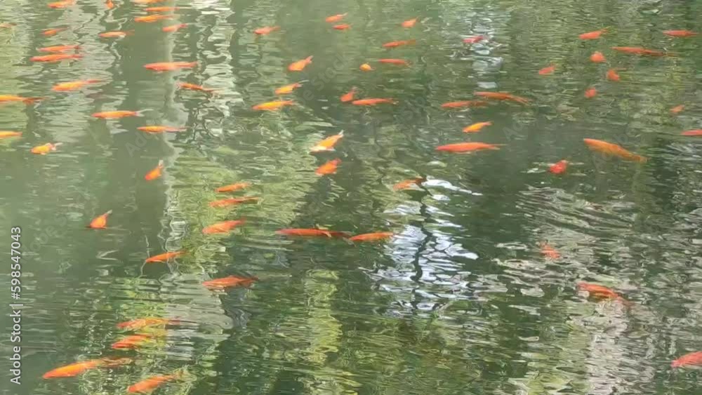 orange koi fish in clear fresh water river with green reflection of trees in sunny day footage orange koi fish in clear fresh water river with green reflection of trees in sunny day footage