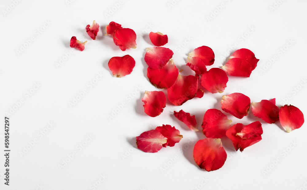 Red rose petals on white background