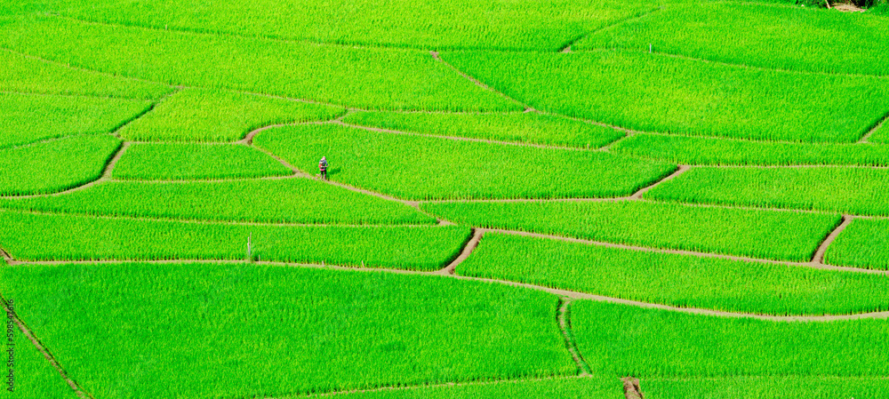 Wallpaper with nature. Wallpaper with nature.