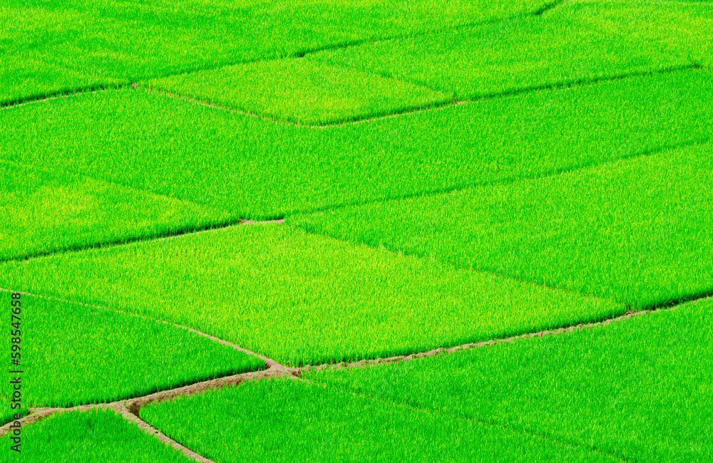 Wallpaper with nature. Wallpaper with nature.