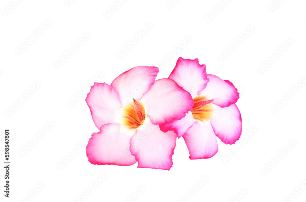 Desert Rose pink flower Adenium obesum on white background