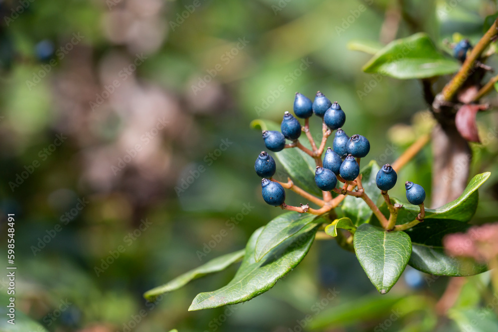 The decorative blue black berries of Viburnum tinus 'Eve Price'. A small evergreen winter flowering shrub The decorative blue black berries of Viburnum tinus 'Eve Price'. A small evergreen winter flowering shrub