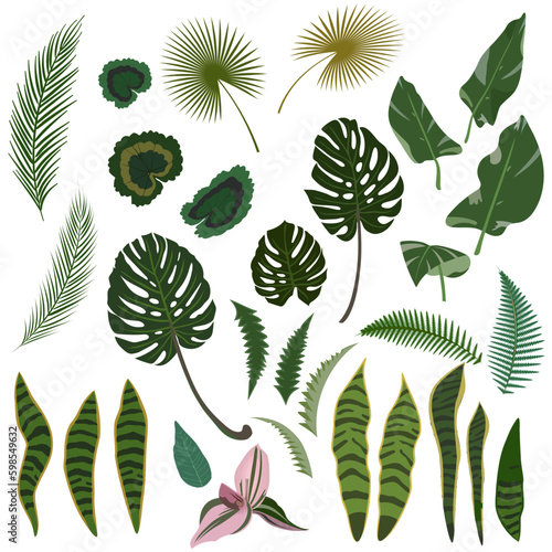 Green tropical leaves isolated. Vector illustration.