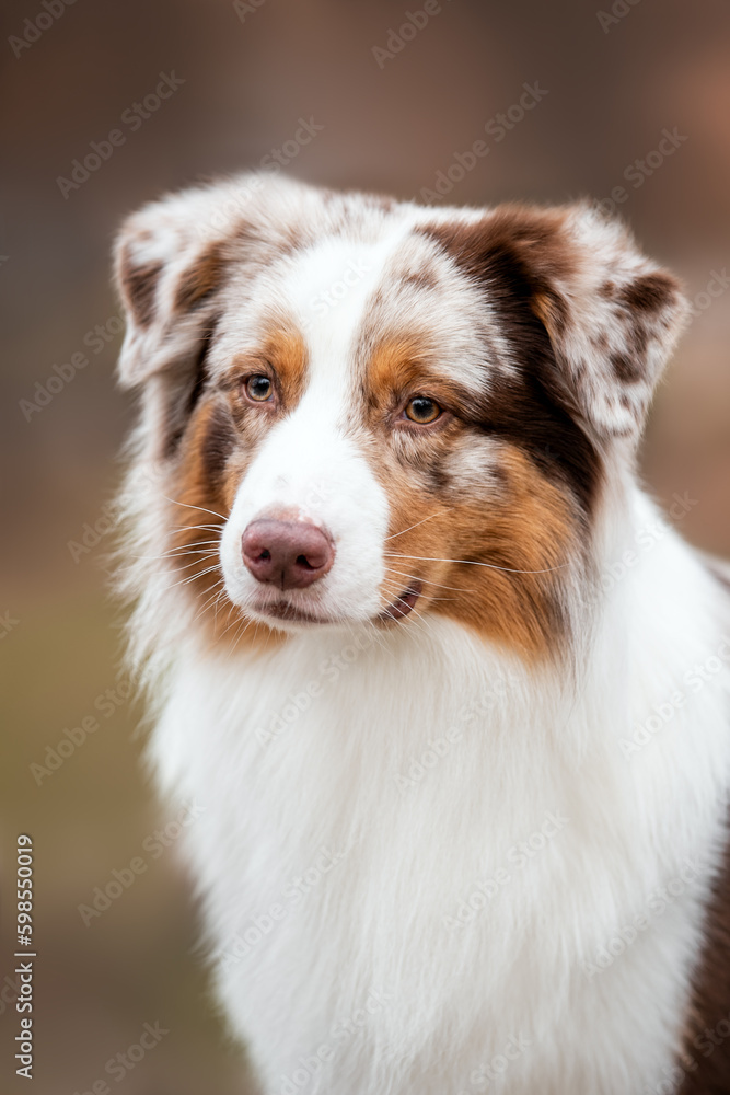 Outdoors close up portrait of red merle australian shepherd dog on light orange autumn background