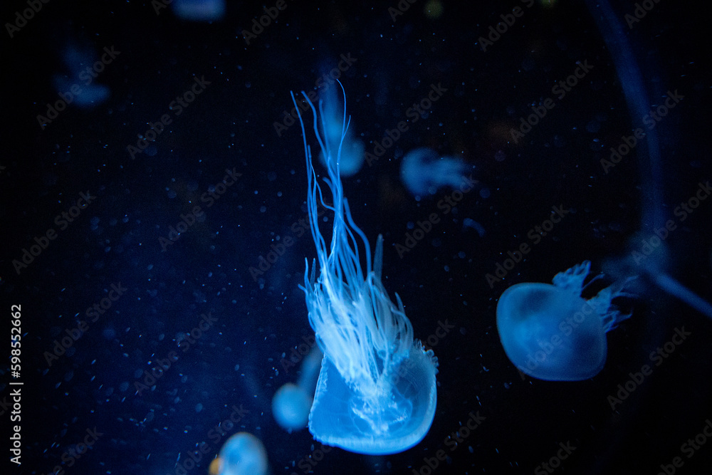 Glowing Jellyfish in underwater inside the port of Nagoya Aquarium, Japan