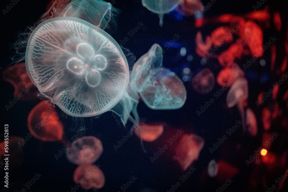 Glowing Jellyfish in underwater inside the port of Nagoya Aquarium, Japan Glowing Jellyfish in underwater inside the port of Nagoya Aquarium, Japan