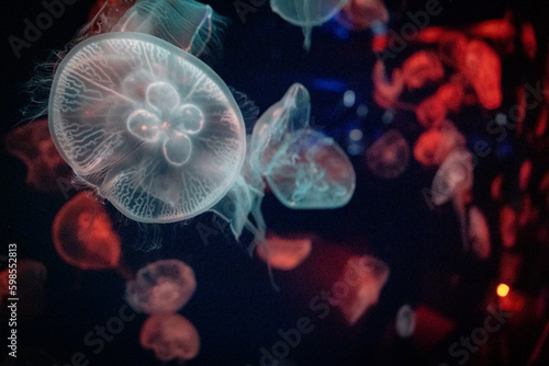 Glowing Jellyfish in underwater inside the port of Nagoya Aquarium, Japan © chayakorn