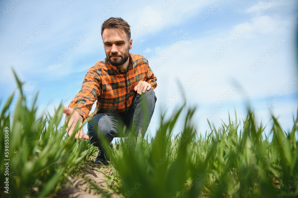 A young farmer inspects the quality of wheat sprouts in the field. The concept of agriculture. A young farmer inspects the quality of wheat sprouts in the field. The concept of agriculture.
