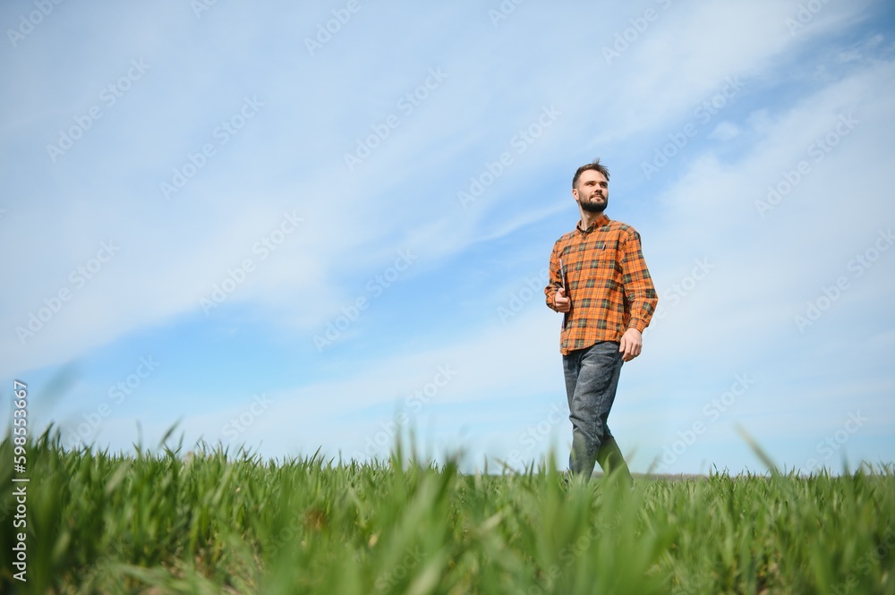 A young farmer inspects the quality of wheat sprouts in the field. The concept of agriculture A young farmer inspects the quality of wheat sprouts in the field. The concept of agriculture