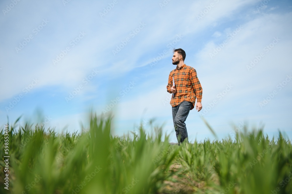male agronomist on a green agricultural field of wheat male agronomist on a green agricultural field of wheat