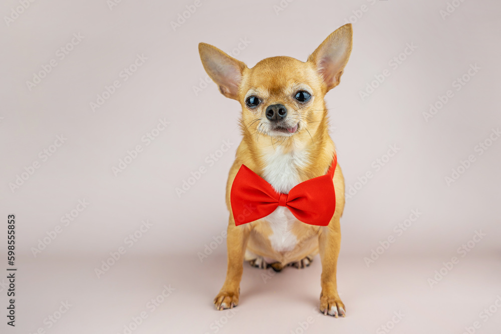 A red chihuahua dog in a stylish red bow tie on a pink background. Sale, advertising, discount, special offer, business. Copy space for text
