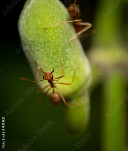 Weaver Ant with Jaws Wide Open