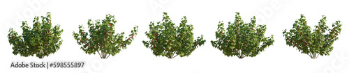 Set of currant red ribes rubrum bush shrub isolated png on a transparent background perfectly cutout
 photo