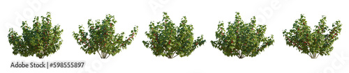 Currant red ribes rubrum bush shrub isolated png on a transparent background premium cutout